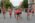 Kragujevacki polumaraton 2023