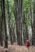 Beljanica Eco Trail 2024