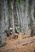 Beljanica Eco Trail 2024