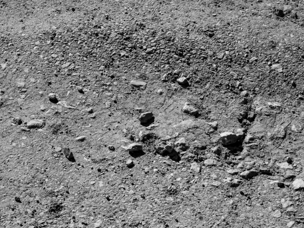 Sarmates 2024 safari