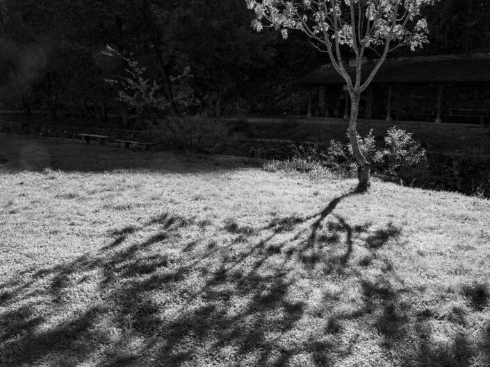 Sarmates 2024 safari