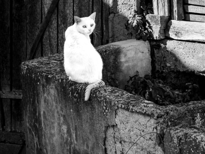 Sarmates 2024 safari