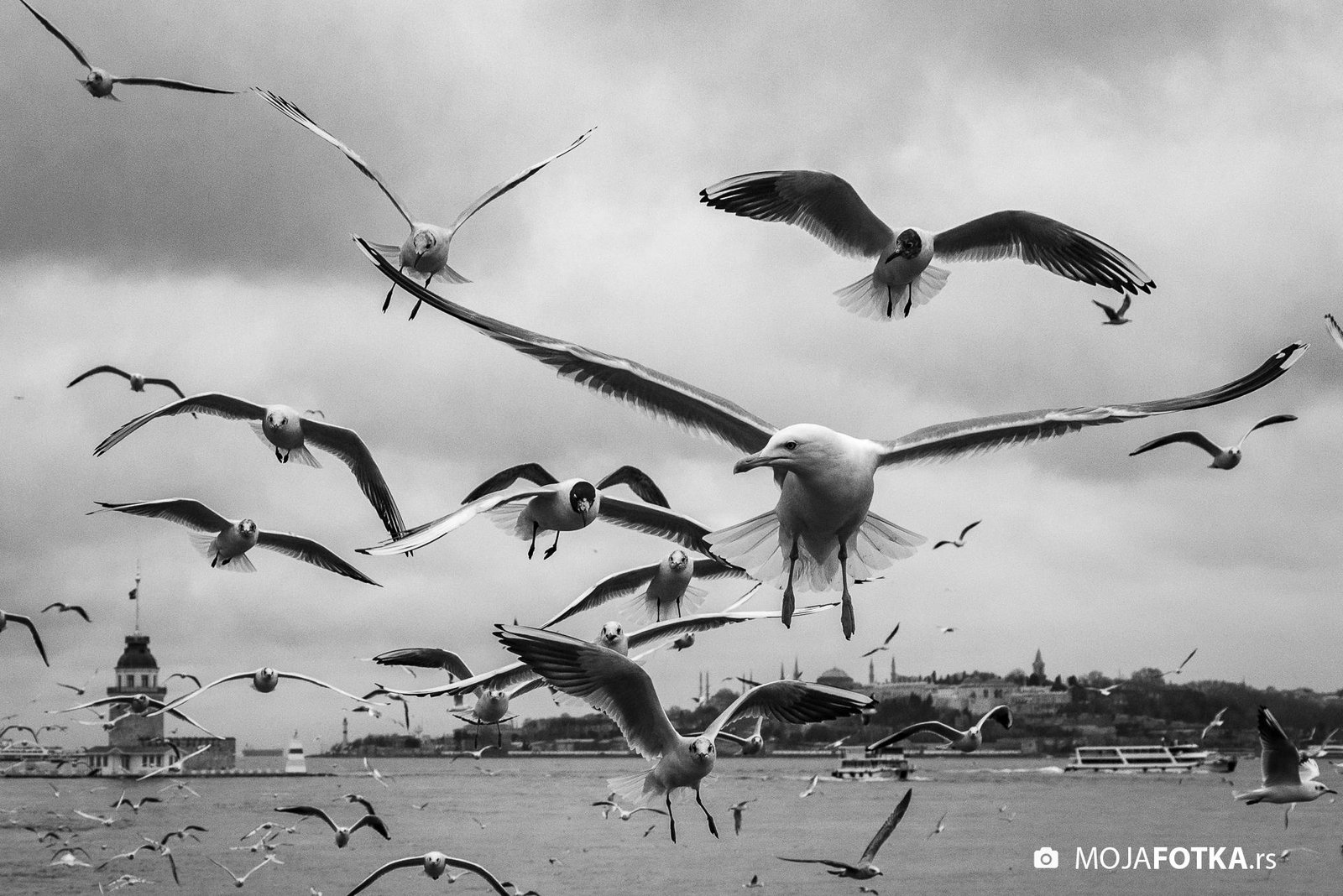 Slavoljub Radojevic - King