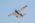 Aeromind 2025