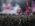 Senidah Arsenal Fest 2025 Kragujevac