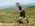 Sumadija trail Adzine Livade 2026