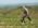 Sumadija trail Adzine Livade 2026