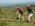 Sumadija trail Adzine Livade 2026