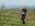 Sumadija trail Adzine Livade 2026