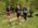 Sumadija trail Adzine Livade 2026