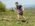 Sumadija trail Adzine Livade 2026