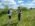 Sumadija trail Adzine Livade 2026