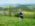 Sumadija trail Adzine Livade 2026