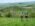 Sumadija trail Adzine Livade 2026